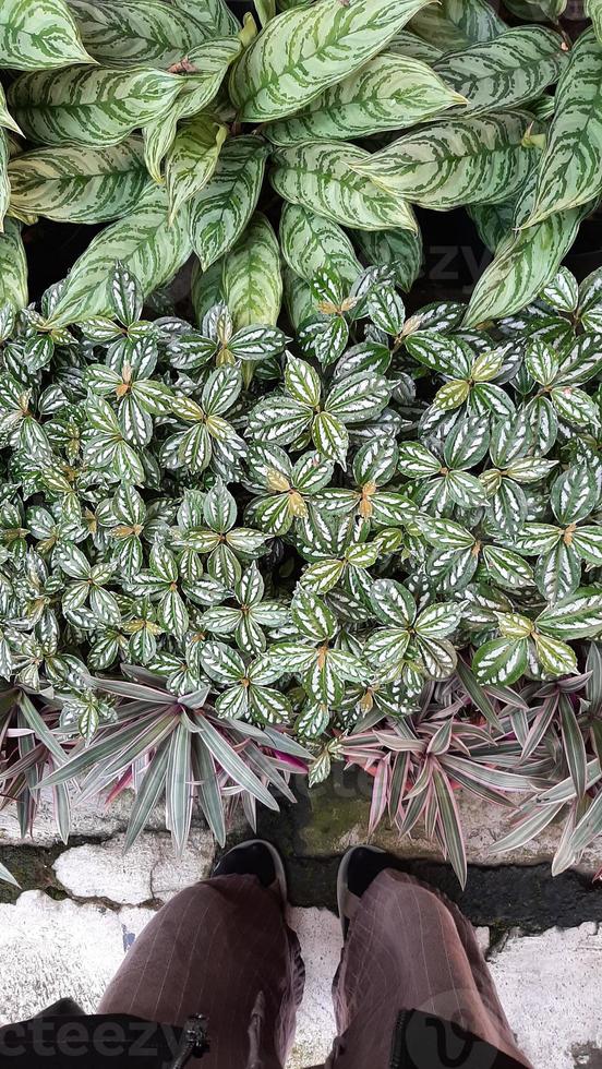 Top view of green leaves of ornamental plants in the garden photo