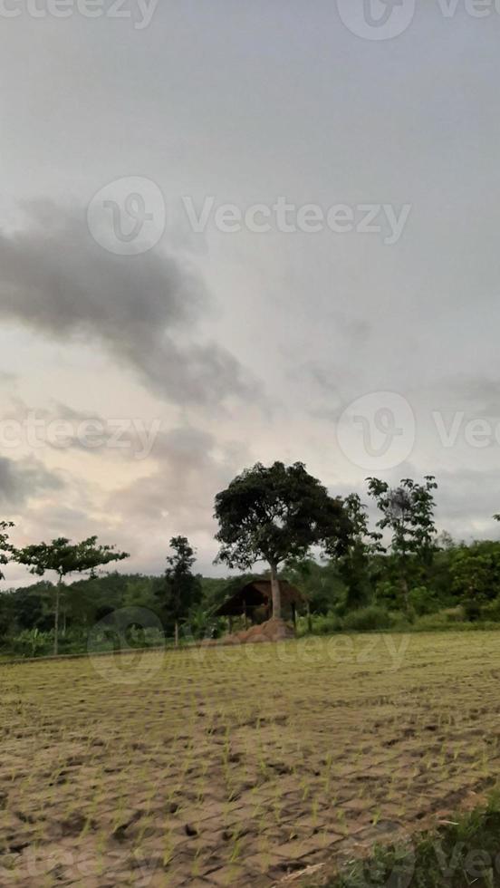 Beautiful landscape of a rice field and sky in the village photo