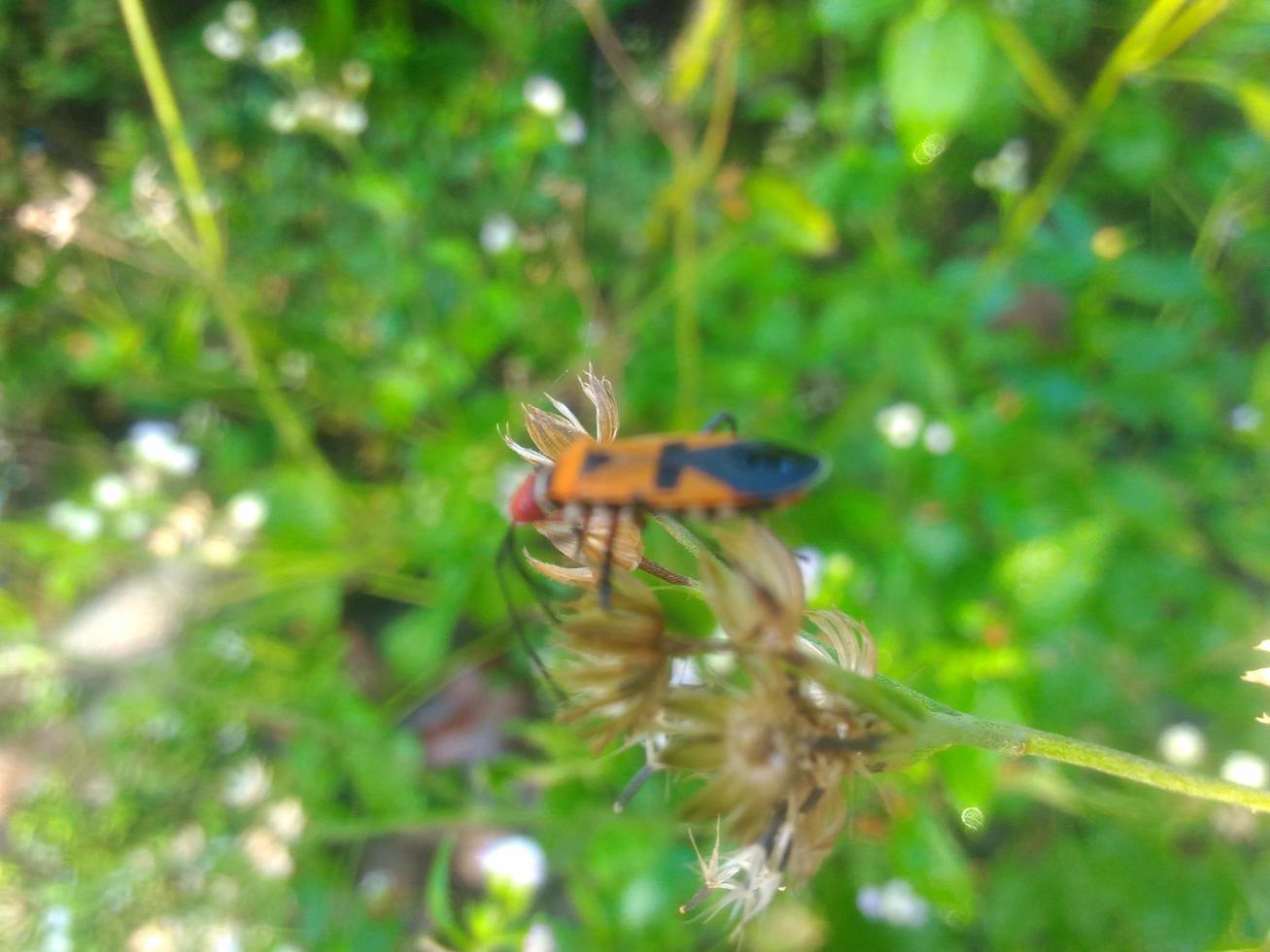 a true ladybug is alone photo