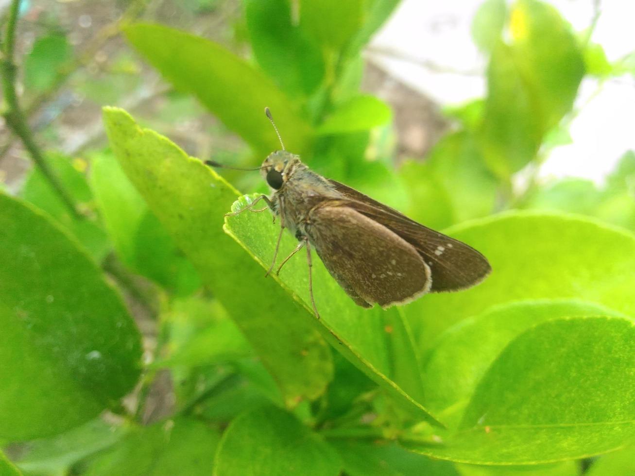 small butterfly perched on a leaf photo