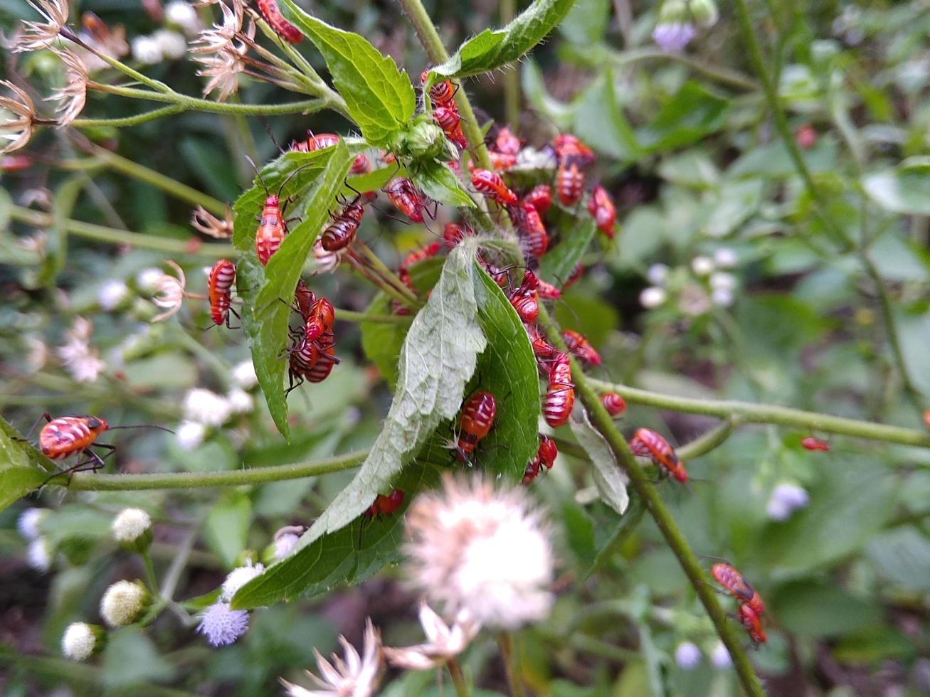 true ladybug mob photo