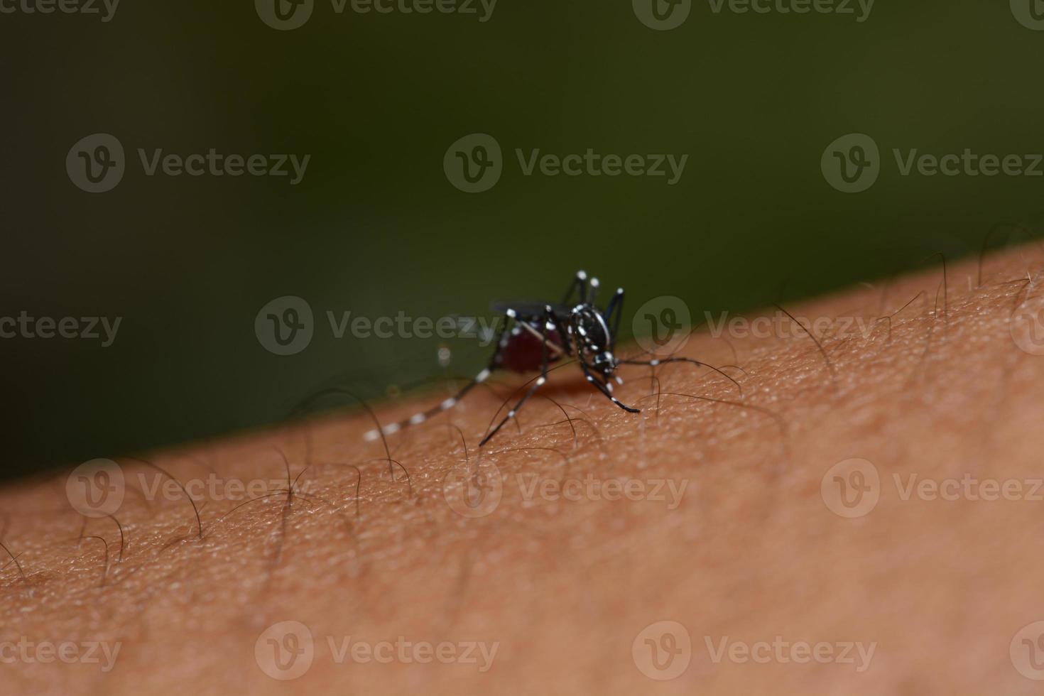 mosquito on human skin, macro photos