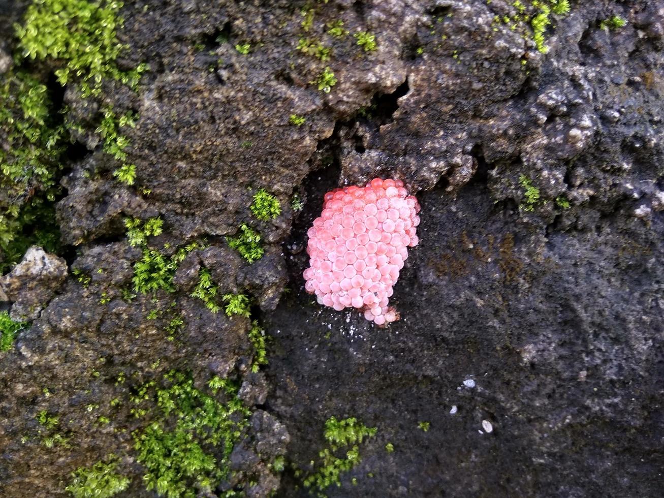 snail eggs in the embankment 18963757 Stock Photo at Vecteezy