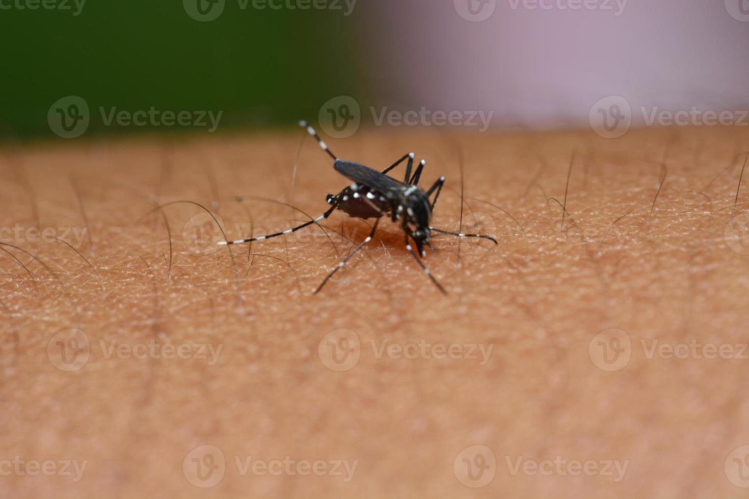 Mosquito on human skin, macro photo