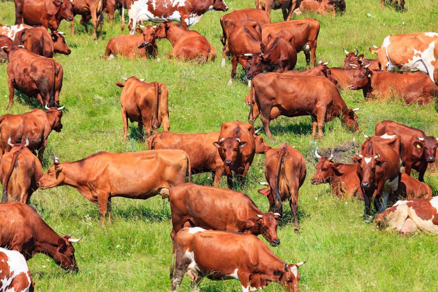 Herd of dairy cows on a pasture photo