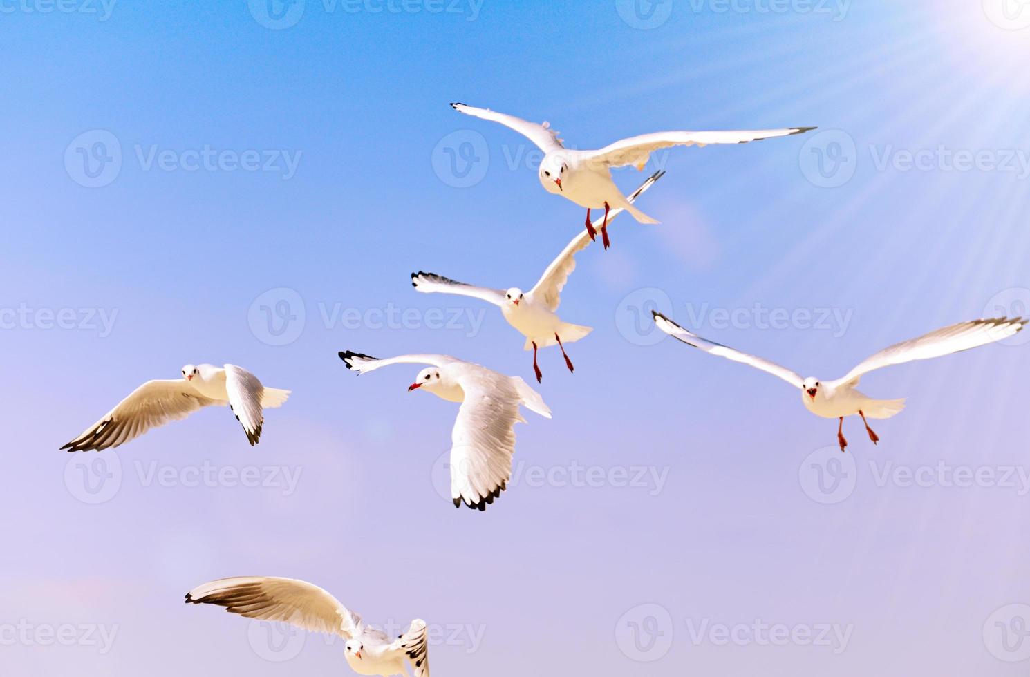 flying sea white gulls in the sky photo