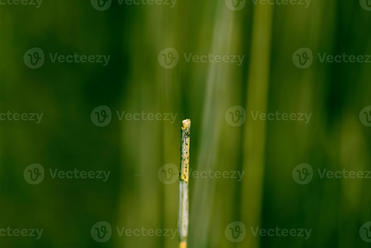 broken cane, selective focus photo