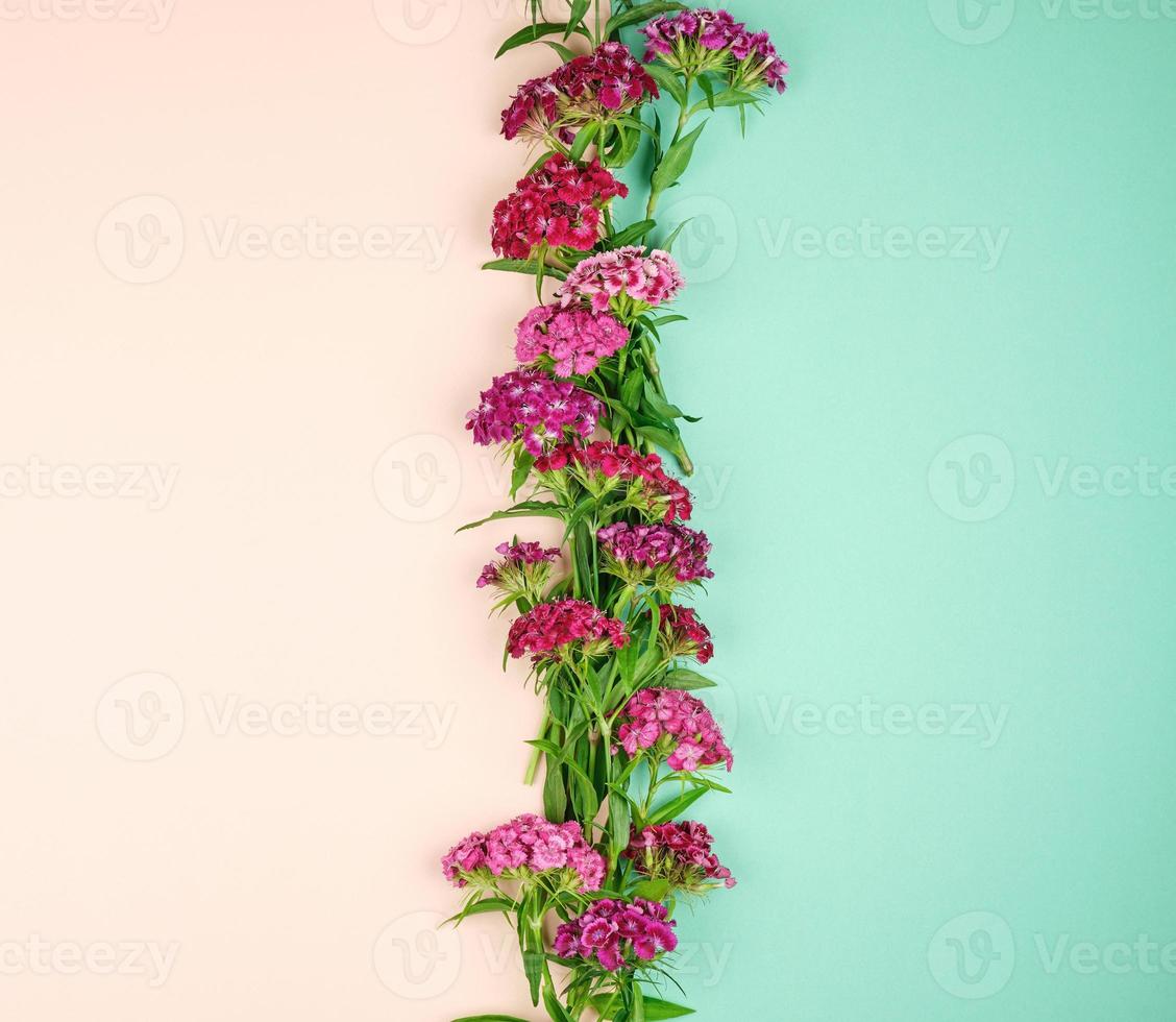 Buds blooming Turkish carnations Dianthus barbatus photo