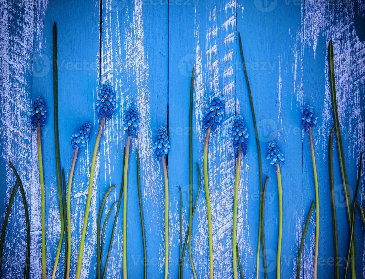 Blue wood background with blue flowers and stems photo