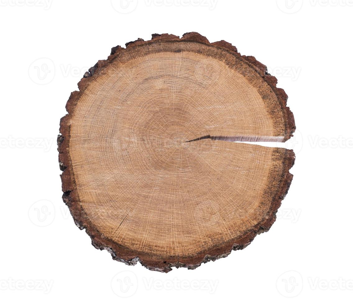 cut tree trunk isolated on white background photo