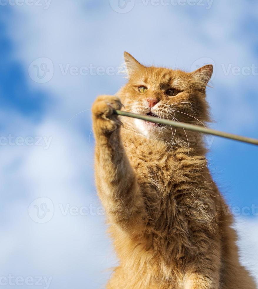 adult red cat playing with a stick photo