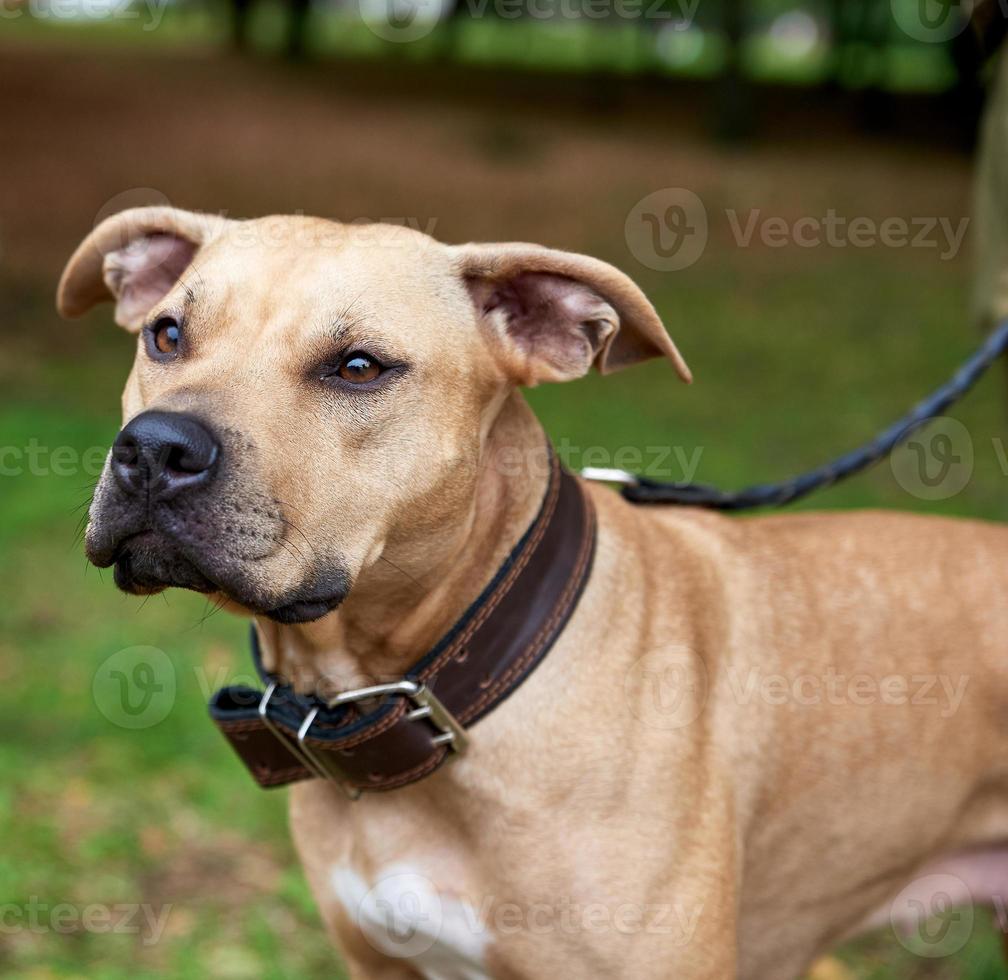 portrait brown American pit bull terrier photo
