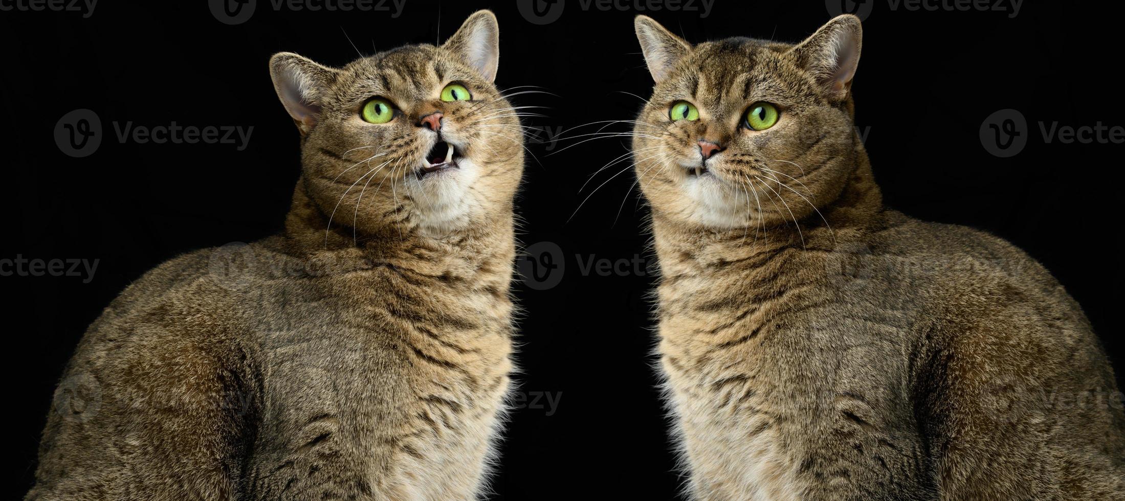 Adult gray cat Scottish Straight sits on a black background. Sad and angry muzzle, green eyes photo