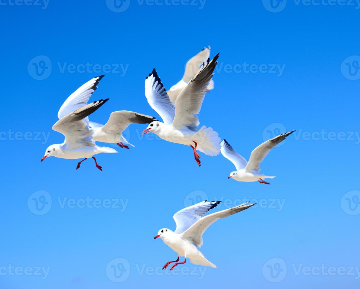 A flock of white gulls floating in the air photo