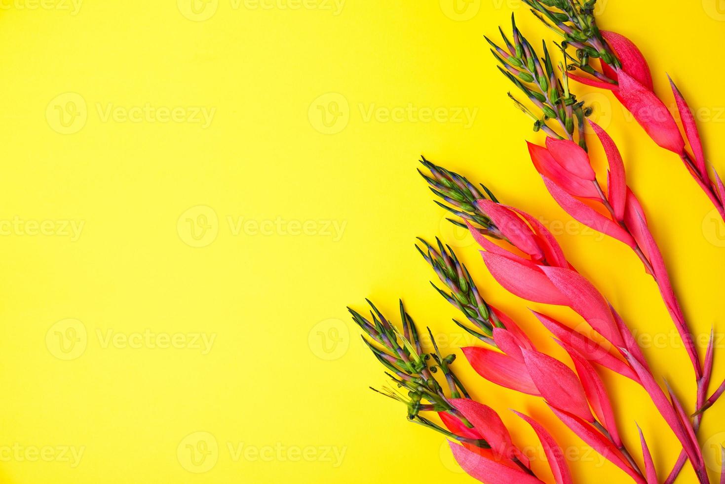 pink flower of Billbergia on a yellow background photo