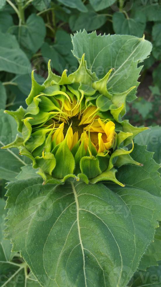 Tight buds of sunflower photo