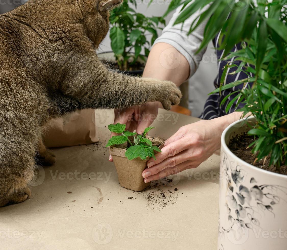 la mujer está plantando plantas en vasos de plástico de papel sobre la mesa, junto a un gato gris adulto. brotes de crecimiento de tarea foto