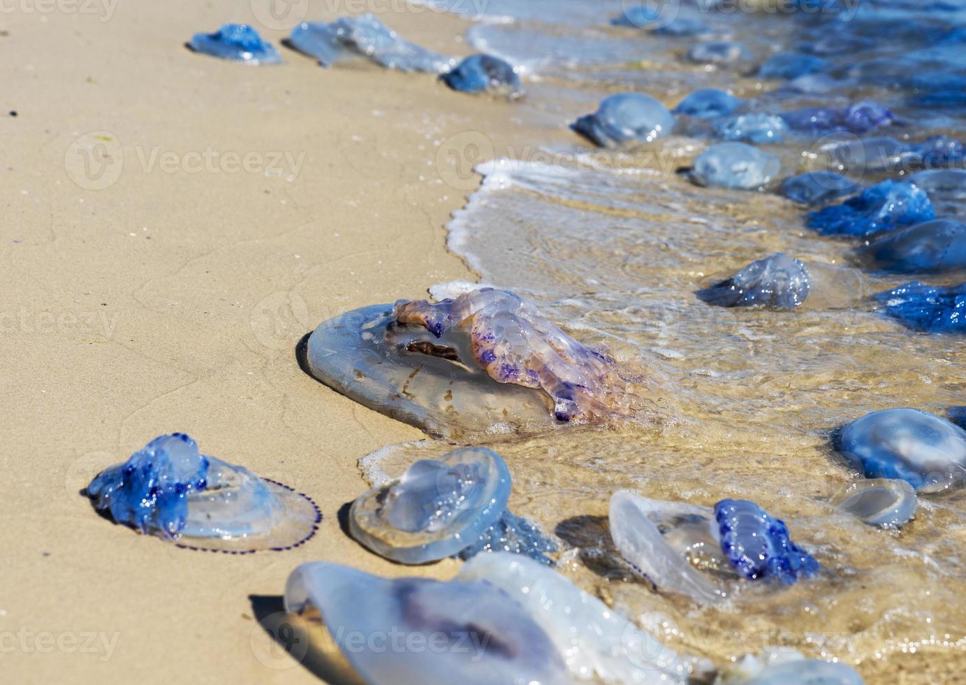 medusas vivas y muertas en la orilla del mar negro foto