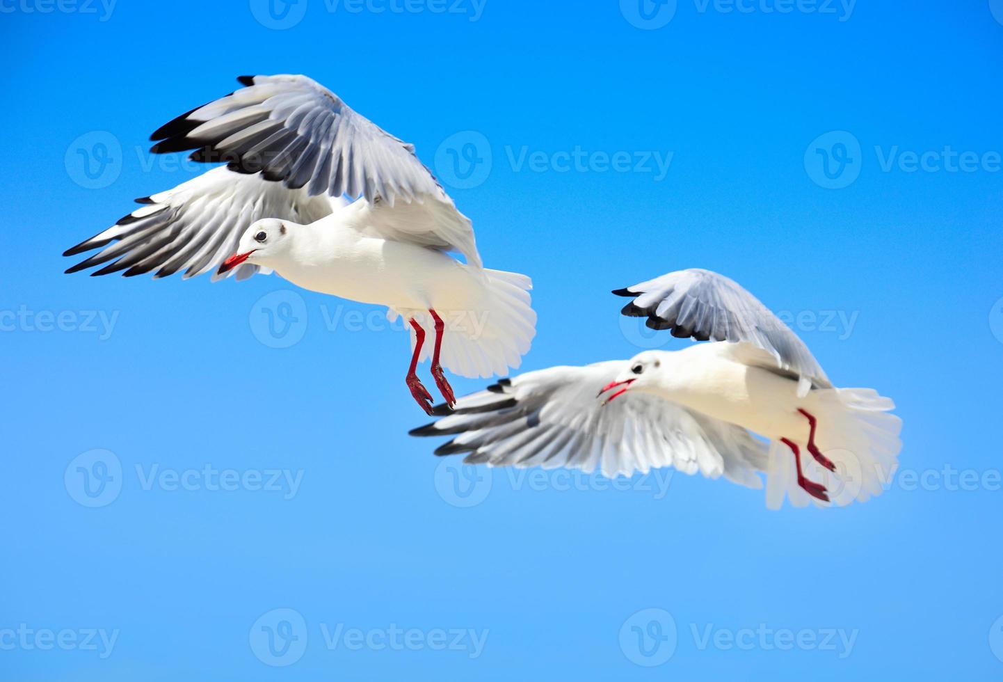 Two white sea gulls fly high in the sky photo