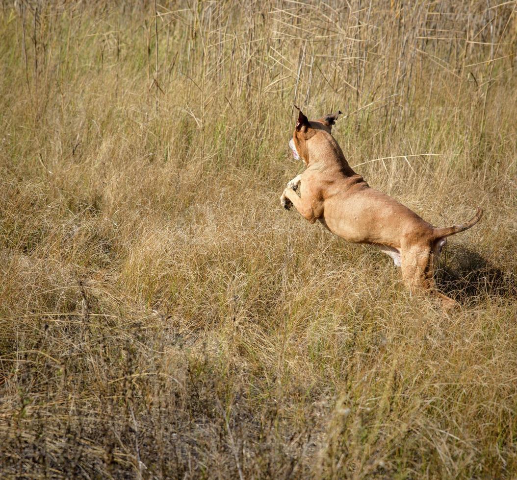 running through the grass American pit bulls photo