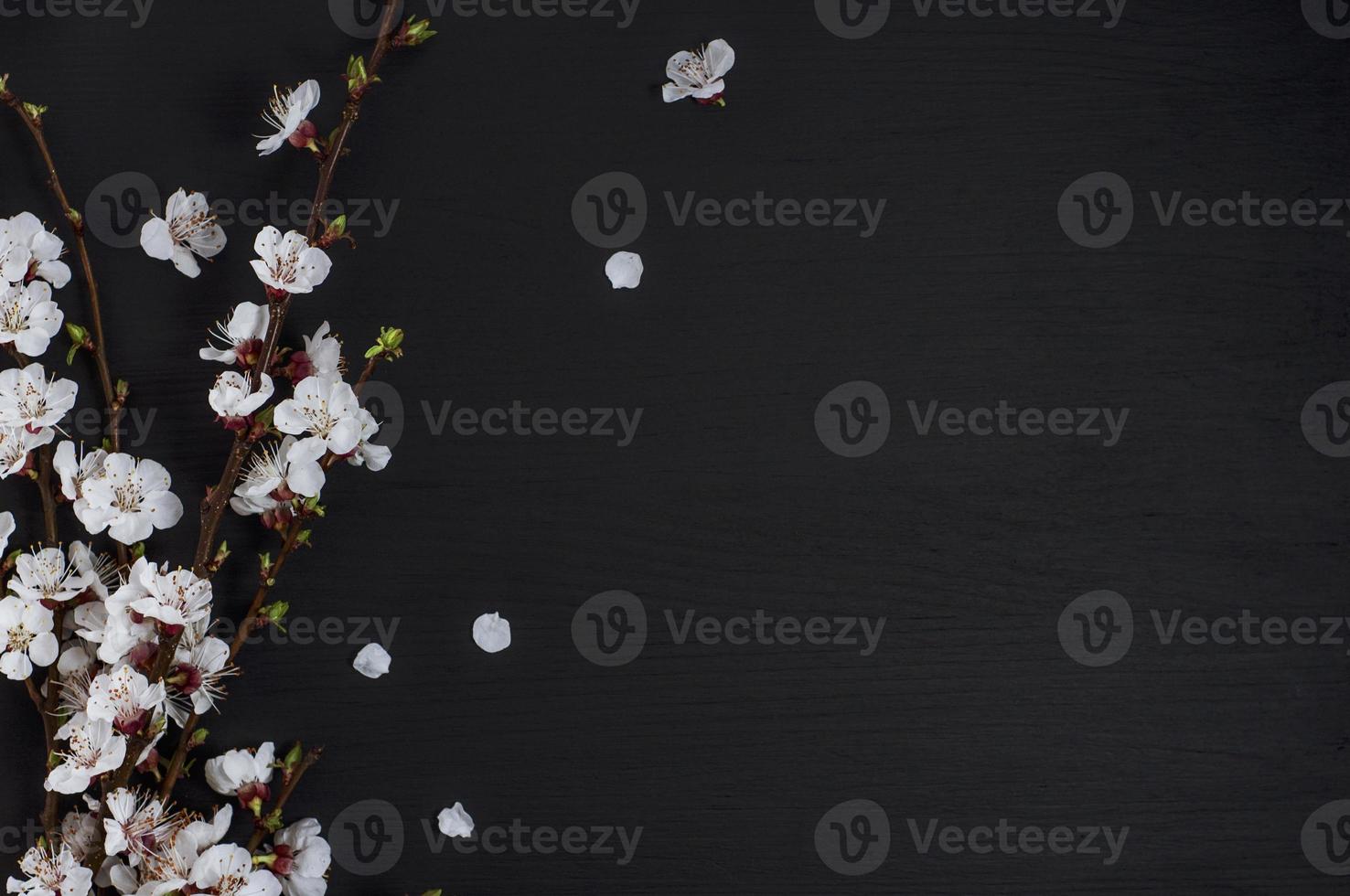 Cherry blossom on a black surface photo