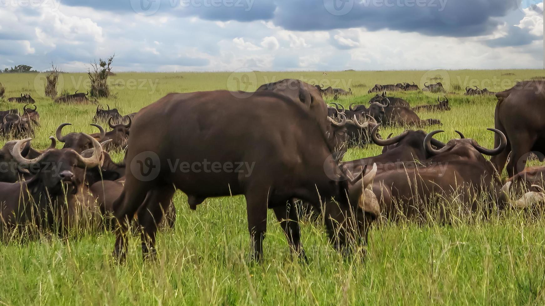 A herd of buffalo in the wilds of Africa. photo
