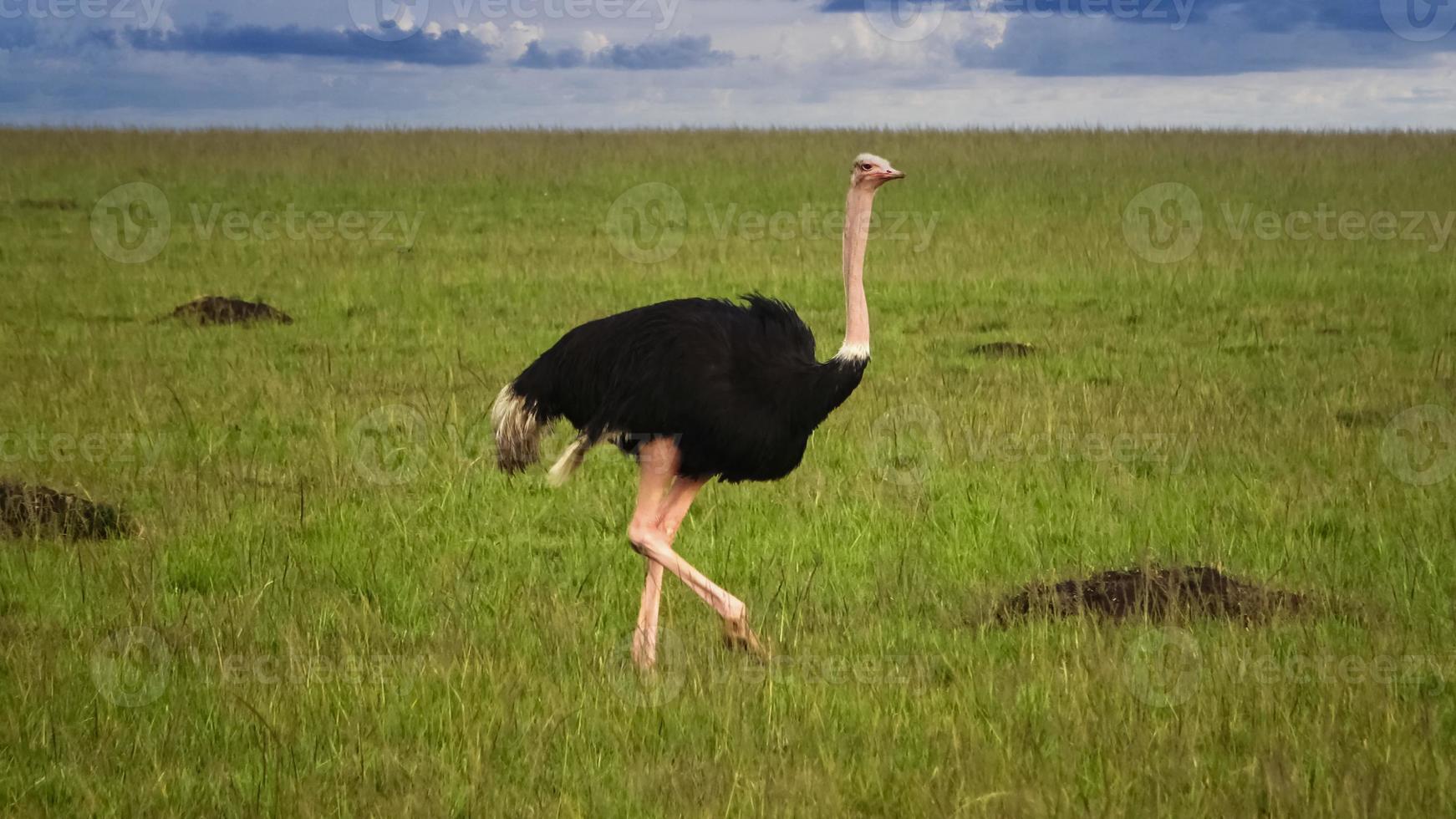 avestruz de aves silvestres en la sabana de áfrica. foto