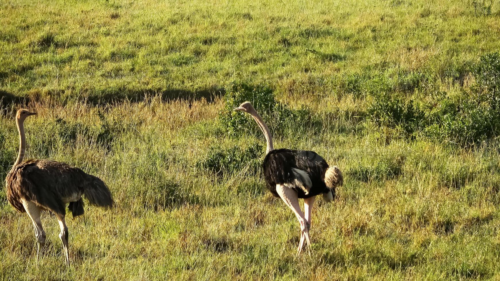 avestruz de aves silvestres en la sabana de áfrica. foto