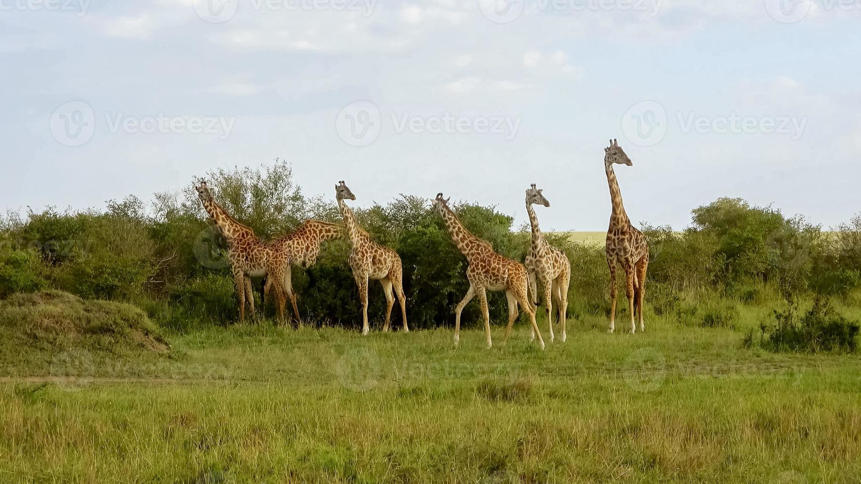 hermosa jirafa en la naturaleza salvaje de África. foto