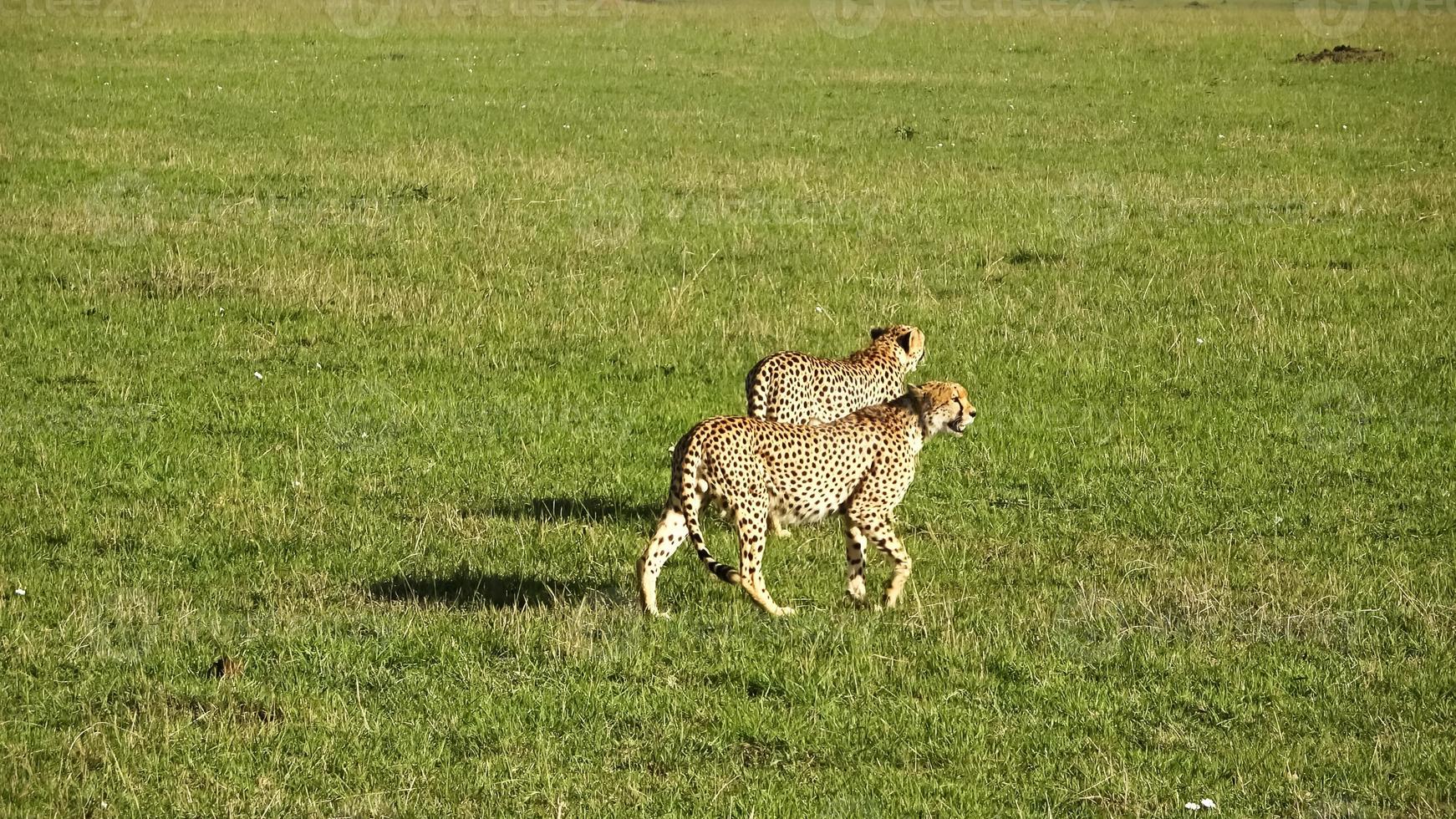 Cheetahs in the wild of Africa in search of prey. photo