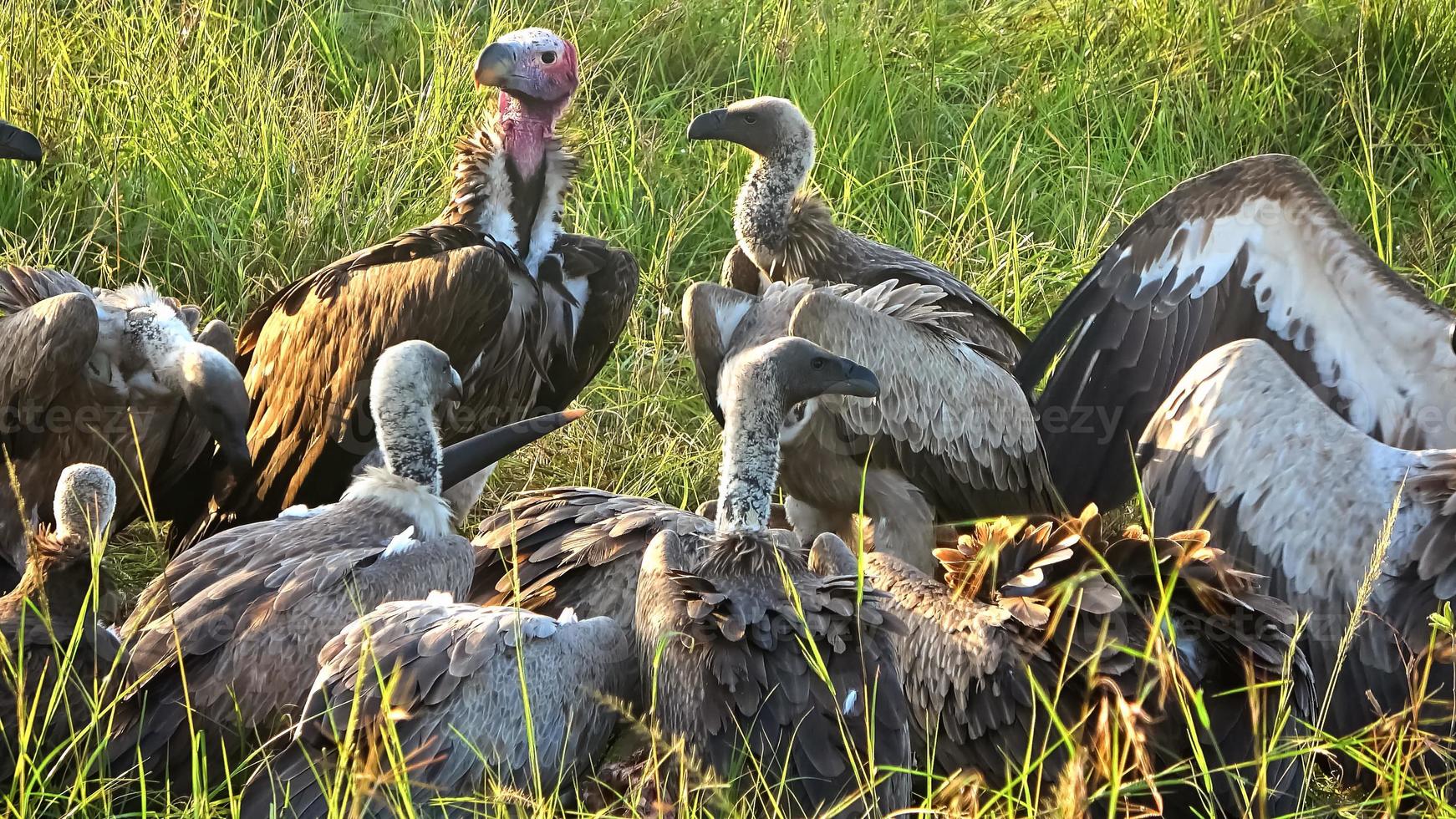 Numerous vultures fight over a carcass in the wilds of Africa. photo