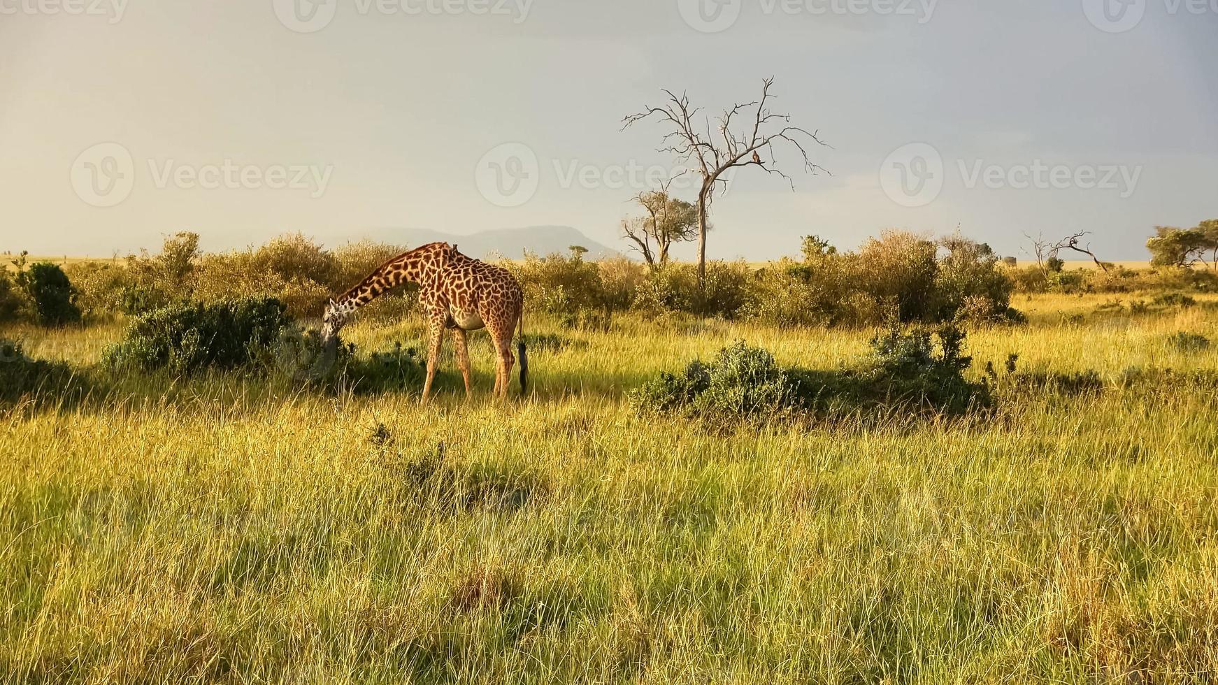 Beautiful giraffe in the wild nature of Africa. photo