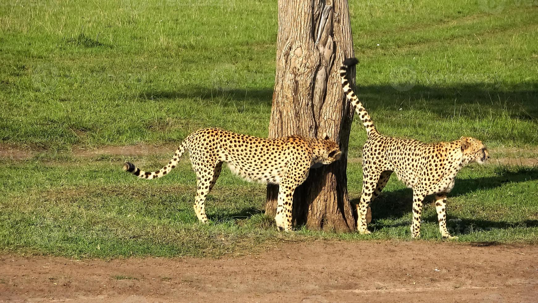 Cheetahs in the wild of Africa in search of prey. photo