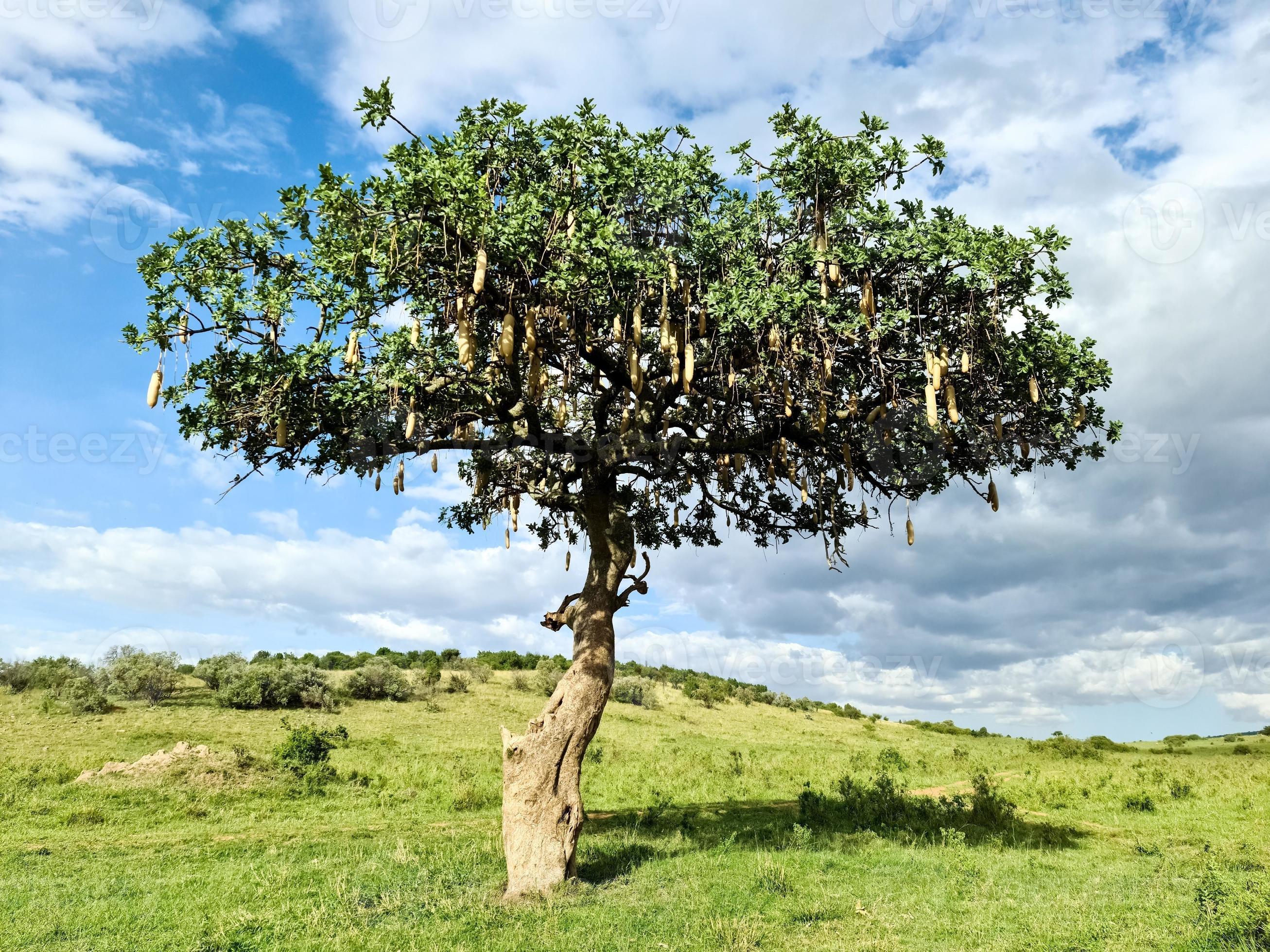 A beautiful sausage tree Kigelia africana in the savannah of Kenya in  Africa. 18965802 Stock Photo at Vecteezy