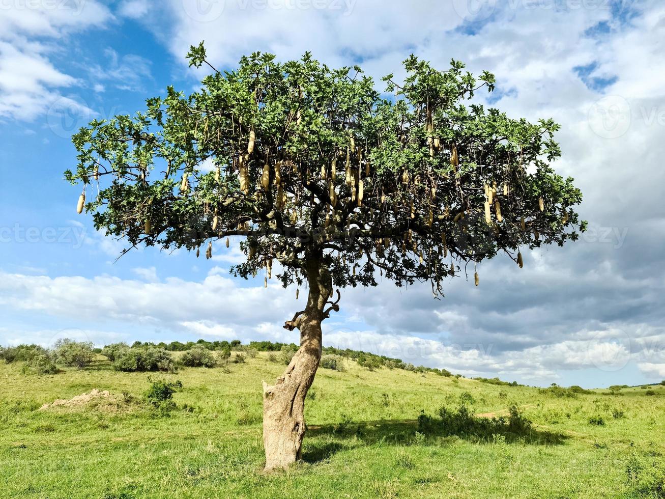 A beautiful sausage tree Kigelia africana in the savannah of Kenya in Africa. photo