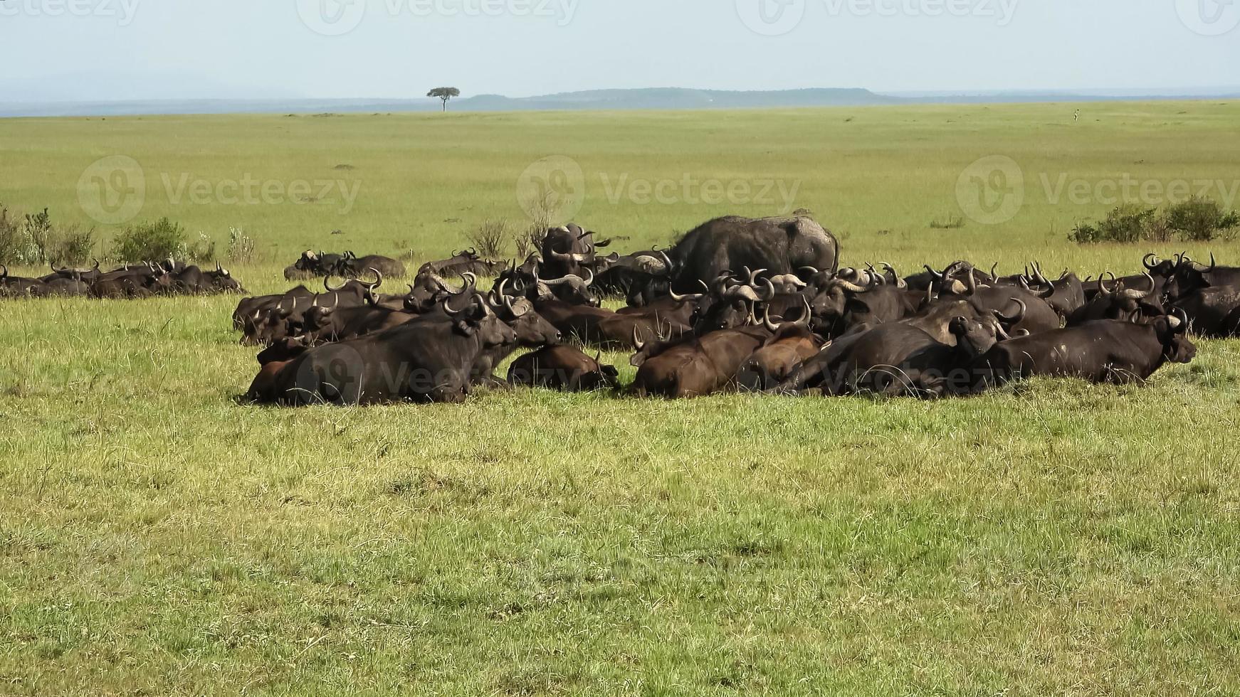 A herd of buffalo in the wilds of Africa. photo