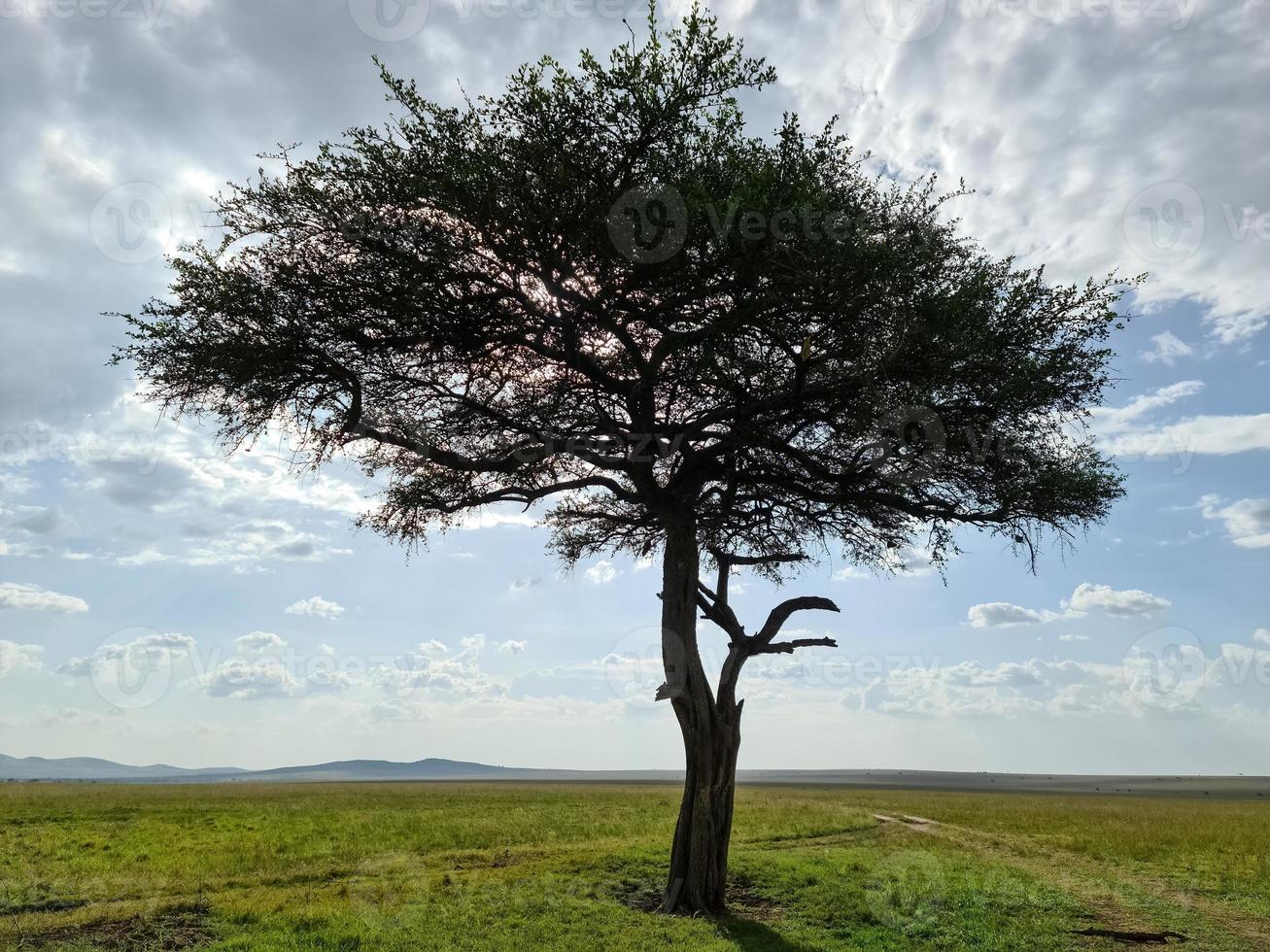 un árbol solitario en el típico paisaje de sabana en Kenia. foto