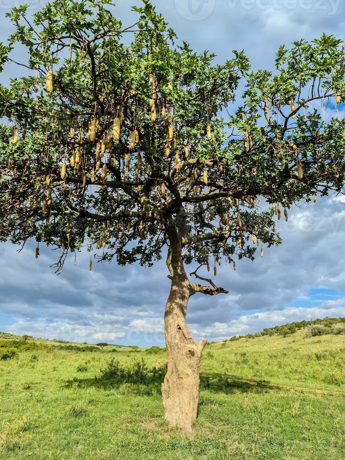 A beautiful sausage tree Kigelia africana in the savannah of Kenya in  Africa. 18965806 Stock Photo at Vecteezy