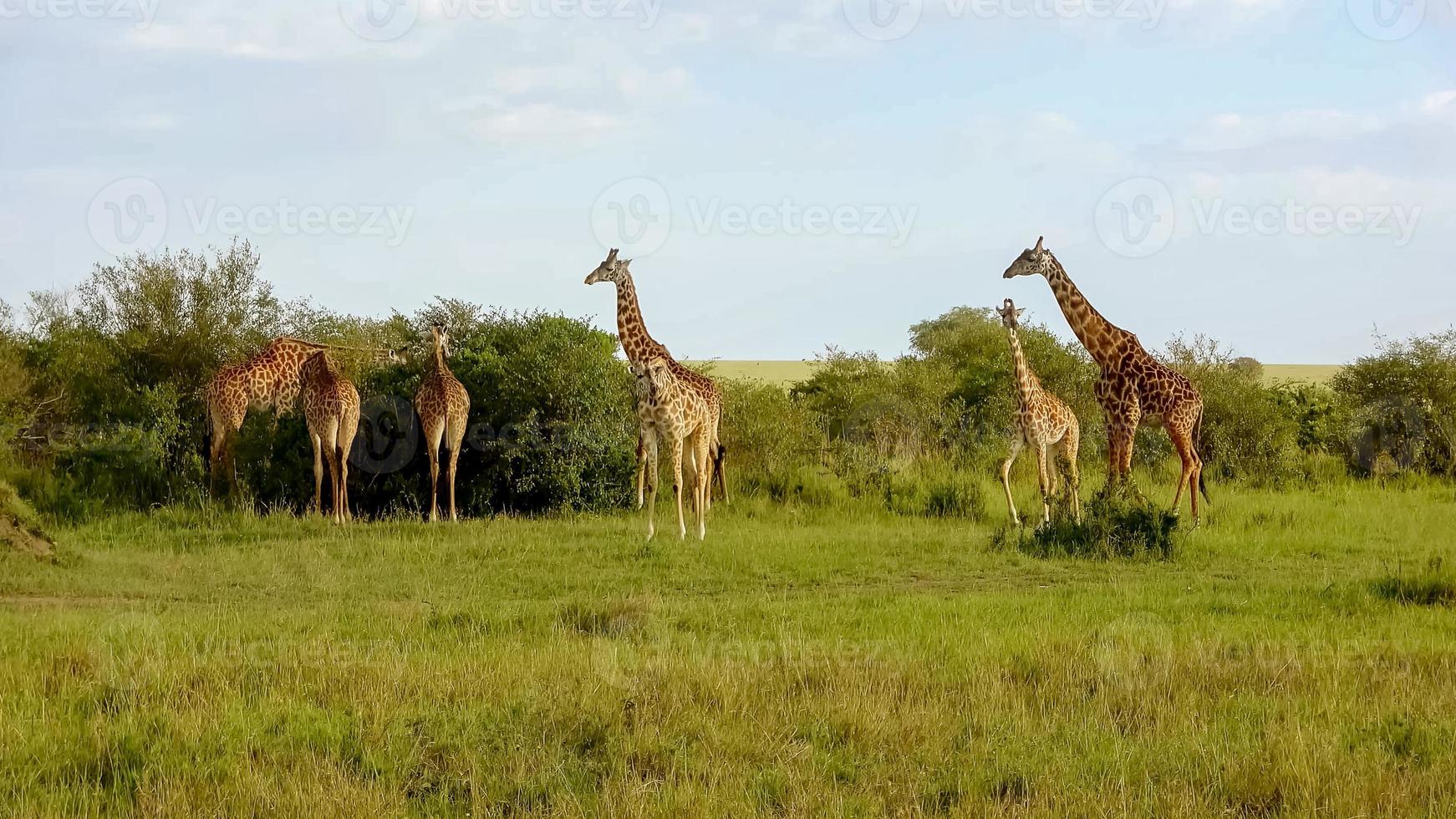 Beautiful giraffe in the wild nature of Africa. photo