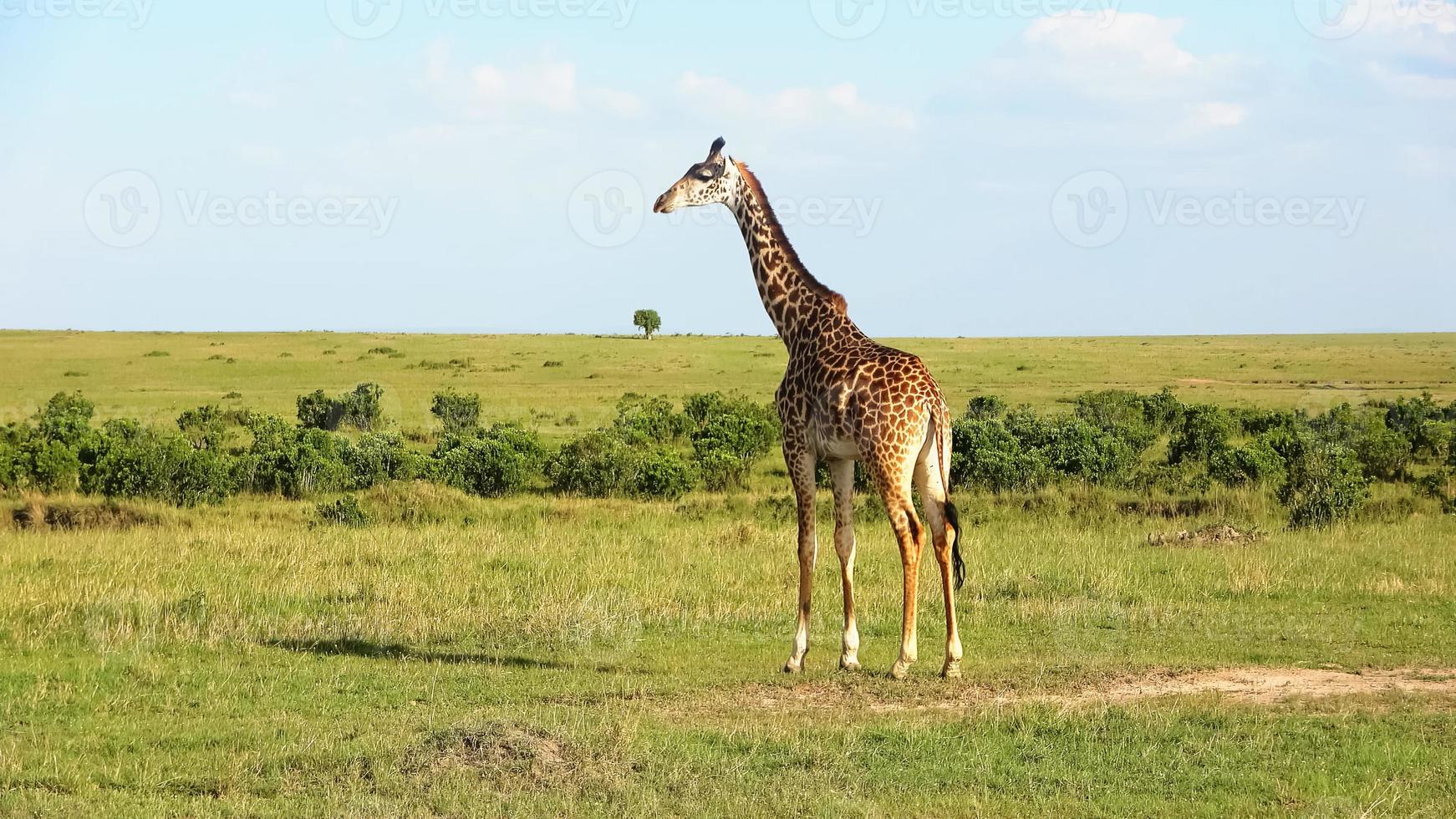 hermosa jirafa en la naturaleza salvaje de África. foto