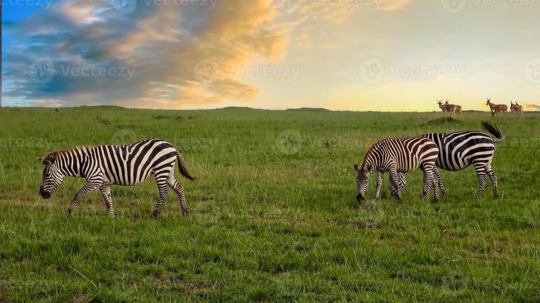 Wild Zebras in the Savannah of Africa. photo