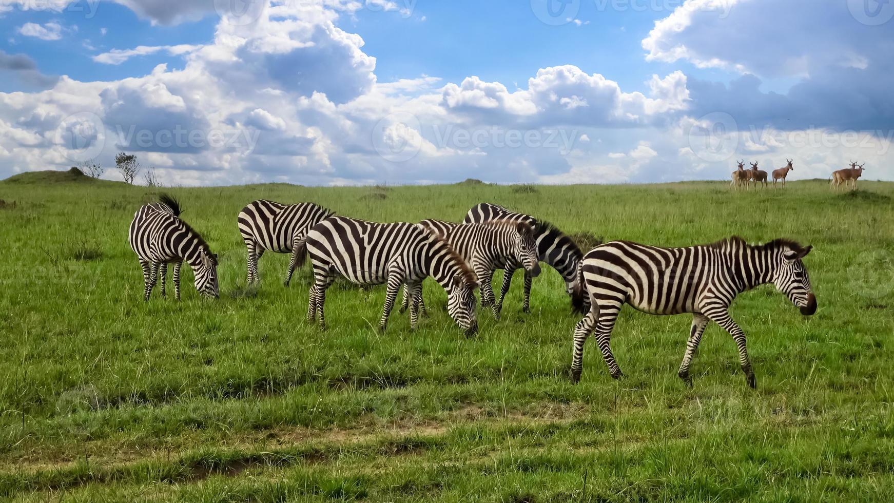 Wild Zebras in the Savannah of Africa. photo