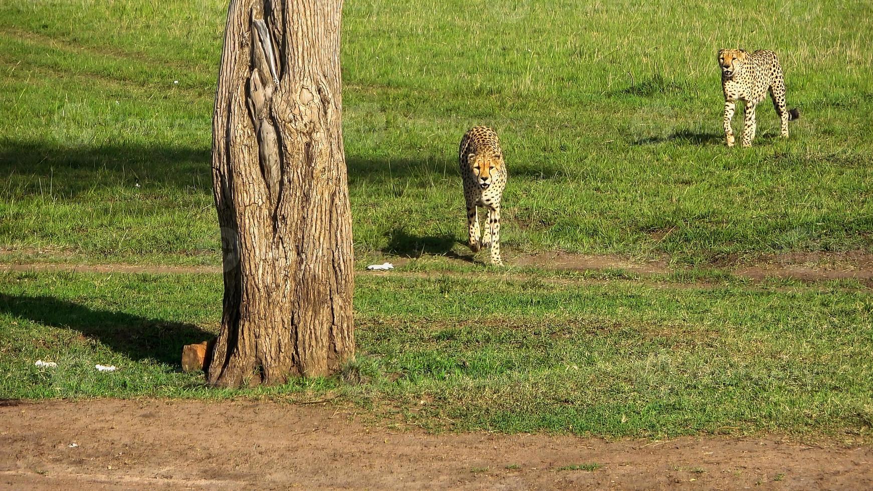 Cheetahs in the wild of Africa in search of prey. photo