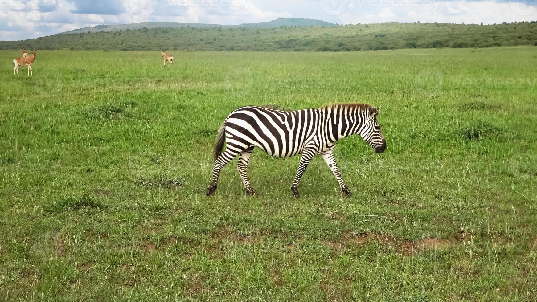 Wild Zebras in the Savannah of Africa. photo