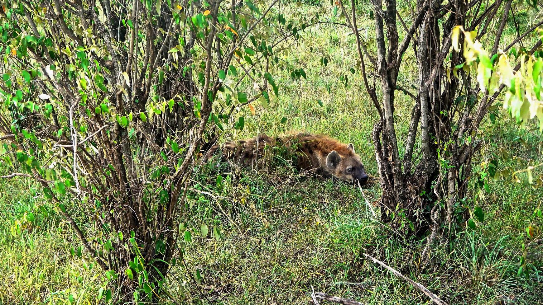 Wild hyenas in the savannah of Africa. photo