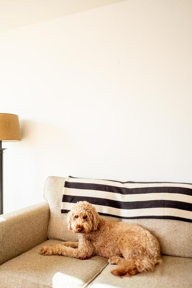 Goldendoodle dog pet photo