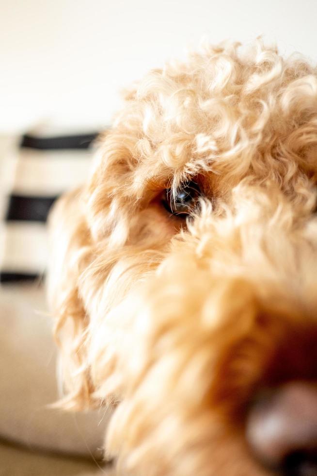 mascota perro goldendoodle foto