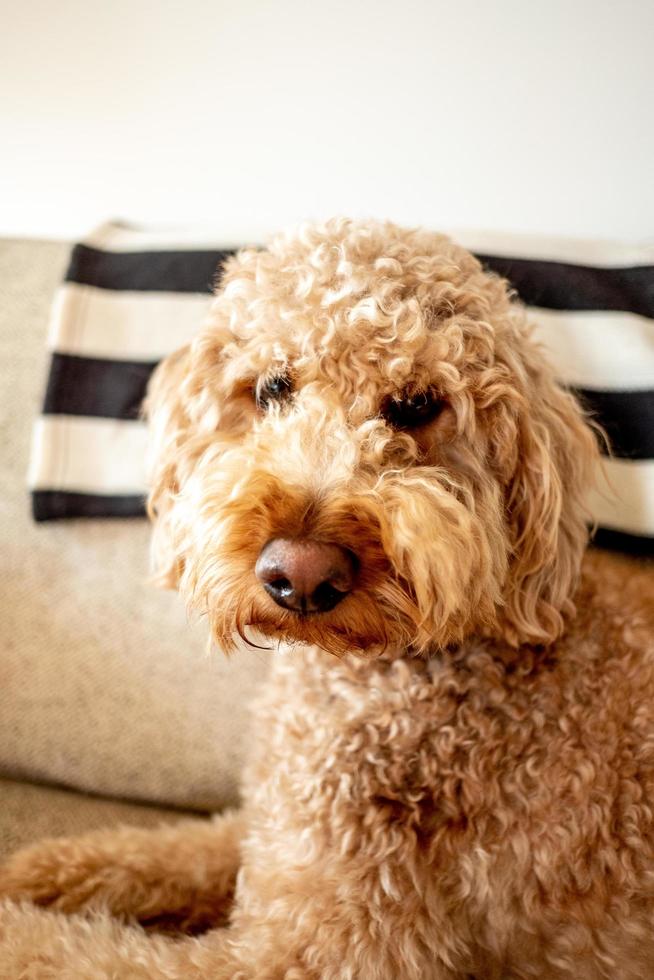 Goldendoodle dog pet photo