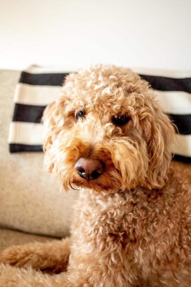 mascota perro goldendoodle foto