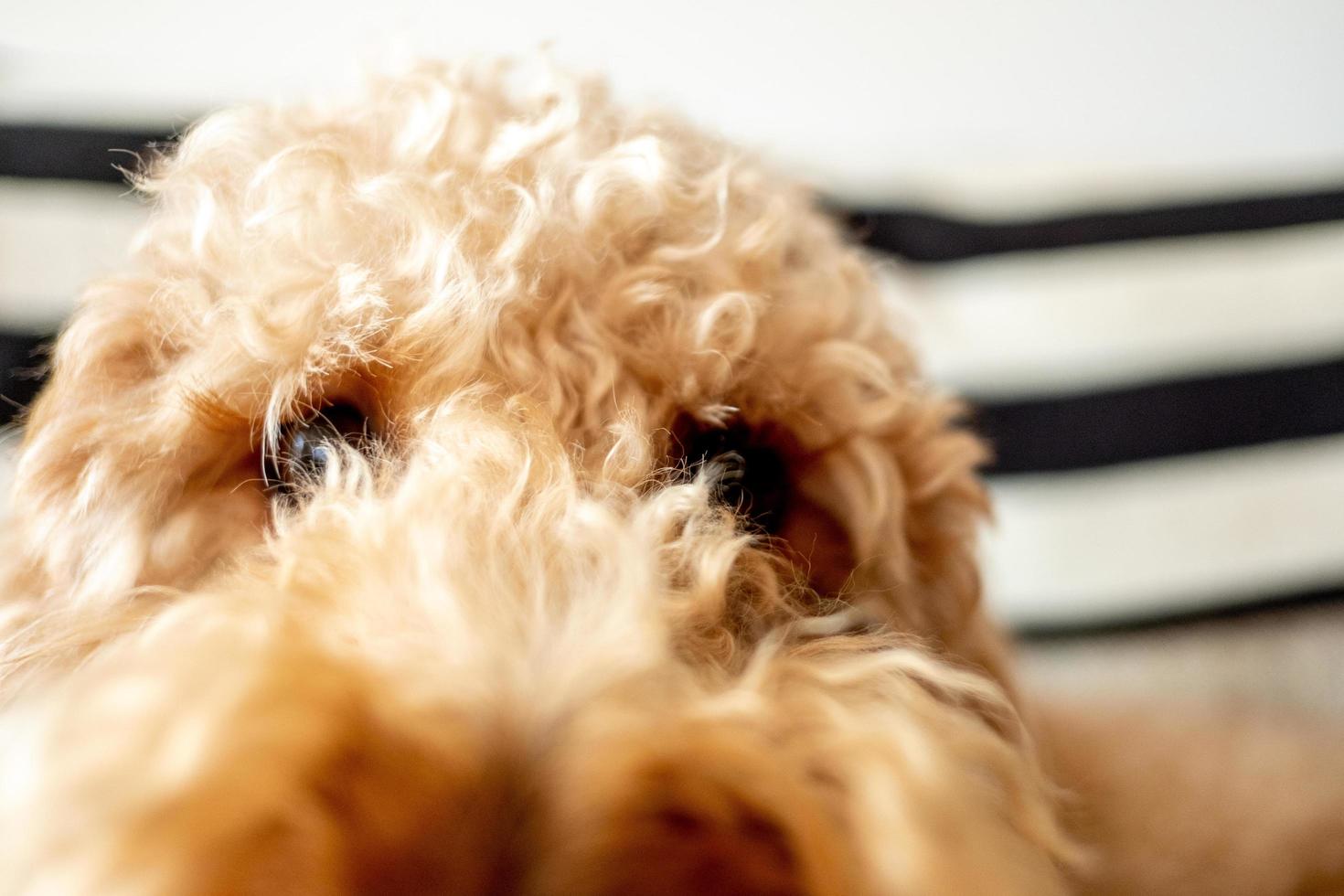 mascota perro goldendoodle foto